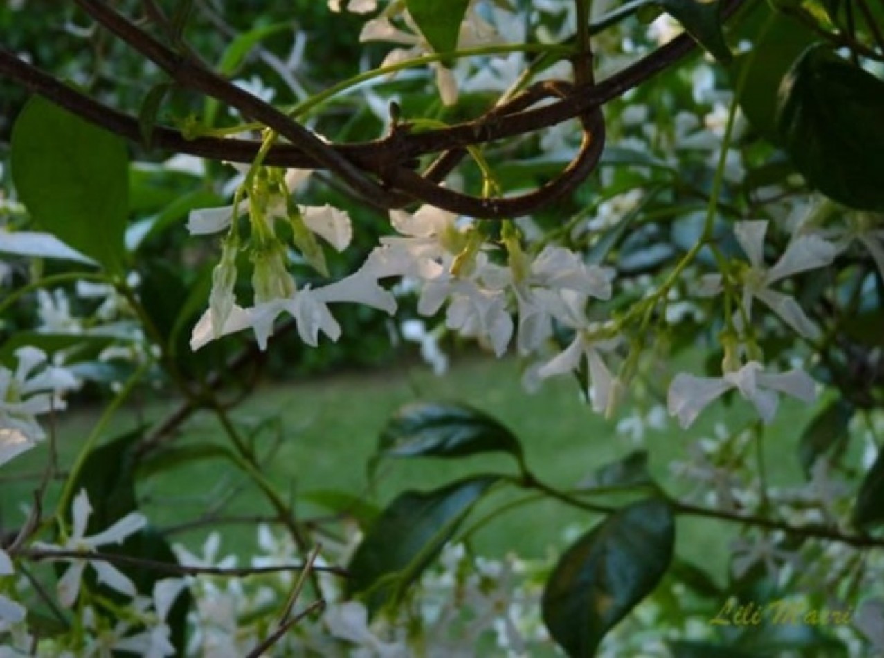 Sierra de los Padres / Casa en Alquiler